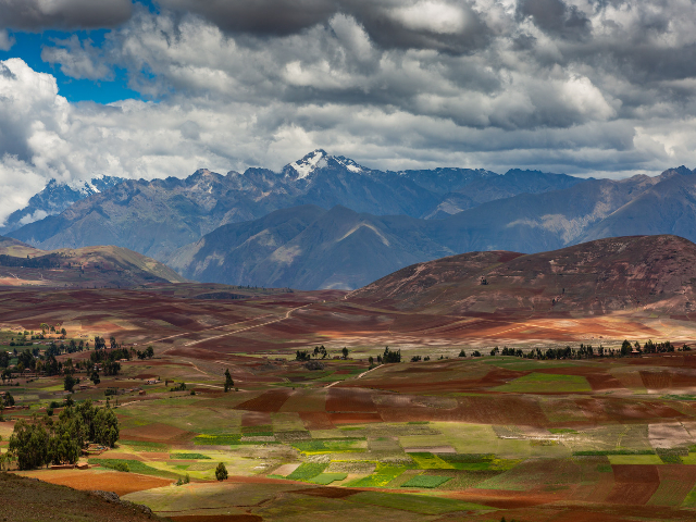 Cusco y Arequipa, para venerar a las alpacas