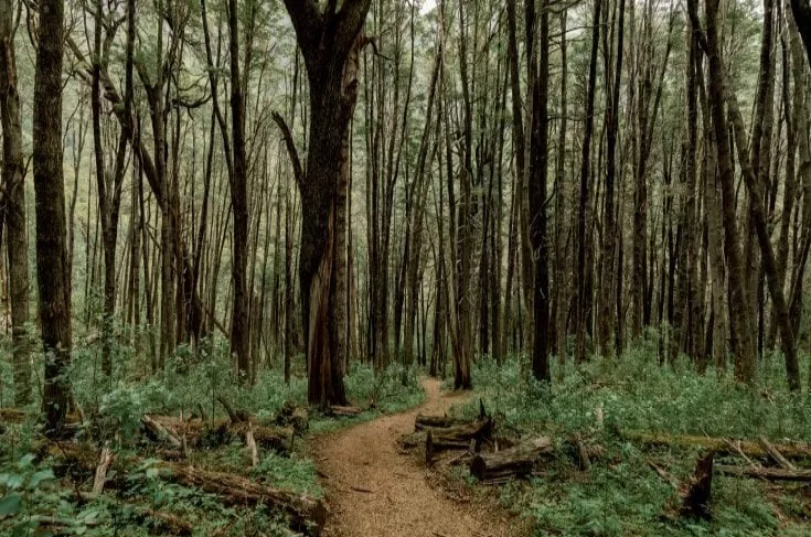 Compensación ambiental en la selva salteña