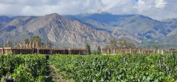 Entre viñedos y montañas, una arquitectura abierta hacia el paisaje